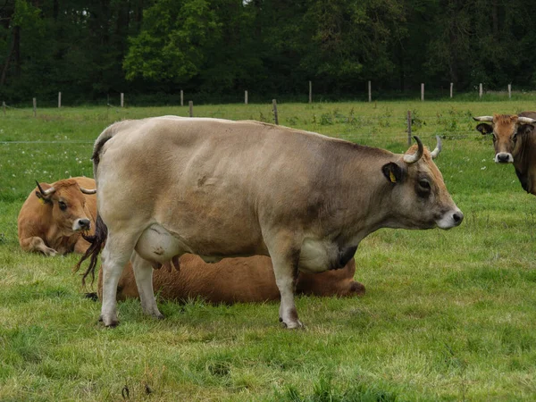 Vaches Sur Une Prairie Germnay — Photo