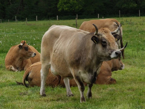 Cows Meadow Germnay — Stock Photo, Image