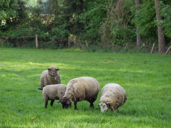 Tempo Primavera Com Ovelhas Pasto Alemão — Fotografia de Stock