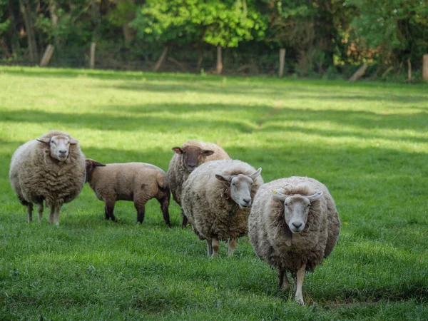 Printemps Avec Des Moutons Sur Pâturage Allemand — Photo