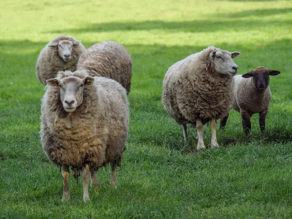 Frühling Mit Schafen Auf Einer Deutschen Weide — Stockfoto