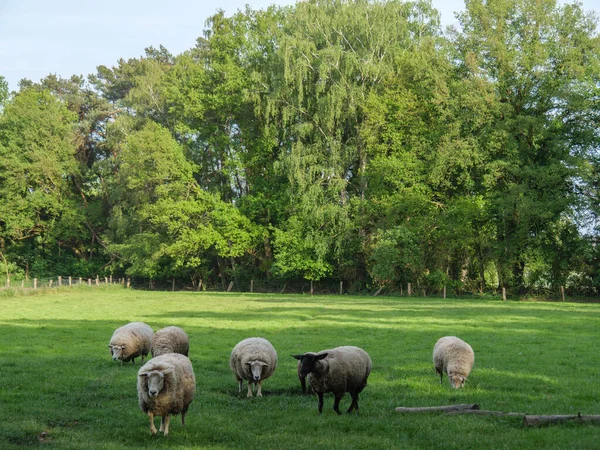 Alman Otlağında Koyunlarla Bahar Zamanı — Stok fotoğraf