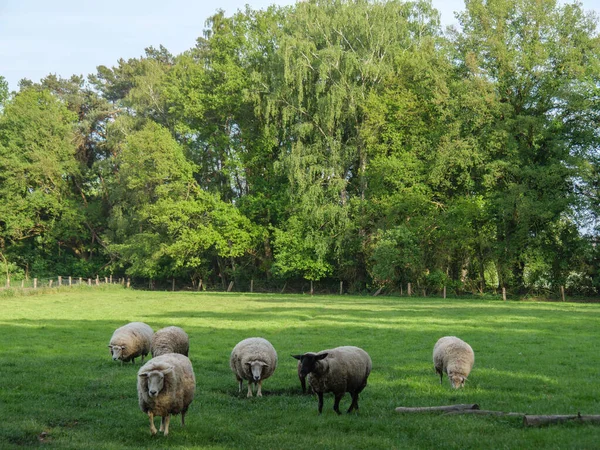 Lente Tijd Met Schapen Een Duitse Weide — Stockfoto