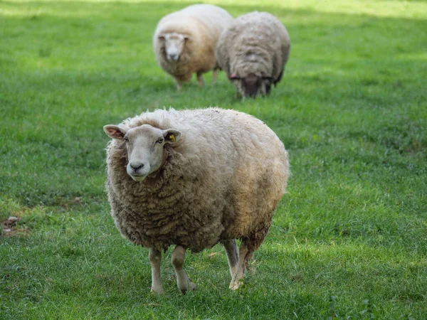 Lente Tijd Met Schapen Een Duitse Weide — Stockfoto