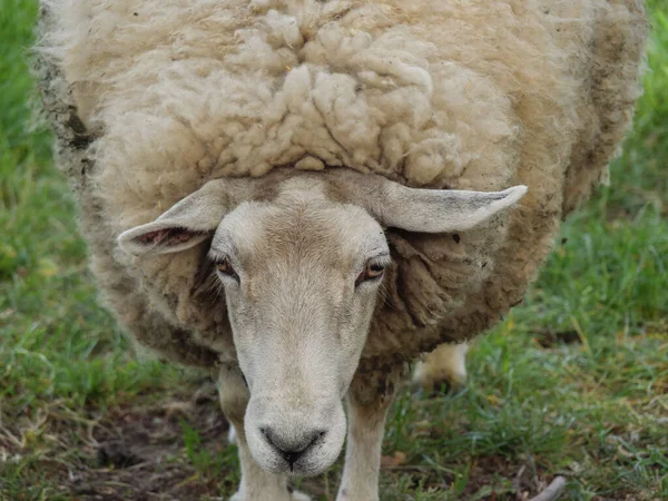 Spring Time Sheeps German Pasture — Stock Photo, Image