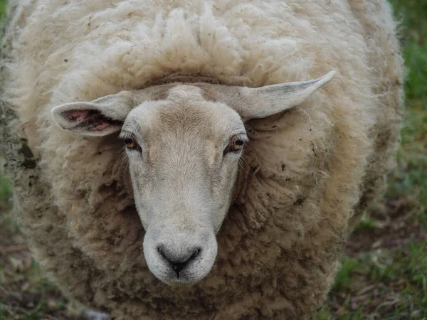 Tavaszi Időszak Juhokkal Egy Német Legelőn — Stock Fotó