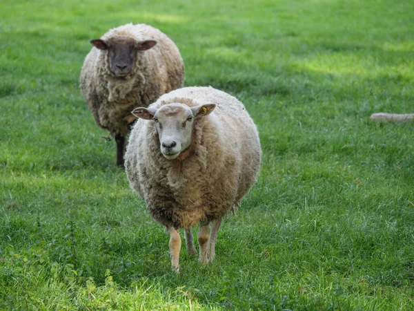 Tiempo Primaveral Con Las Ovejas Pasto Alemán —  Fotos de Stock