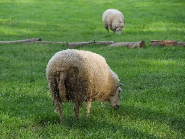 Άνοιξη Πρόβατα Γερμανικό Βοσκότοπο — Φωτογραφία Αρχείου