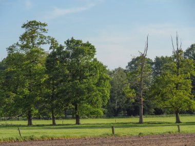 Alman otlağında koyunlarla bahar zamanı