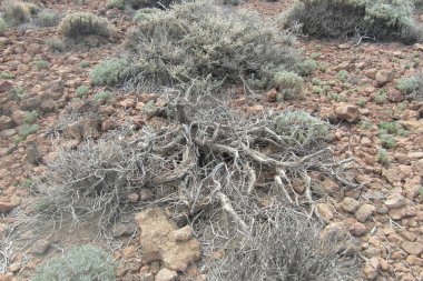 Adanın Tenerife üzerinde Volcano Teide