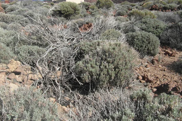 Adanın Tenerife üzerinde Volcano Teide