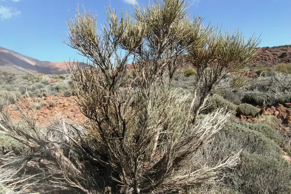 Adanın Tenerife üzerinde Volcano Teide