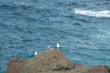 Tenerife 'de Puerto de la Cruz