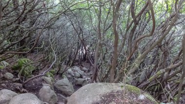 Korsika Akdeniz 'de güzel bir Fransız adasıdır.