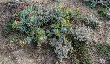 Korsika Akdeniz 'de güzel bir Fransız adasıdır.