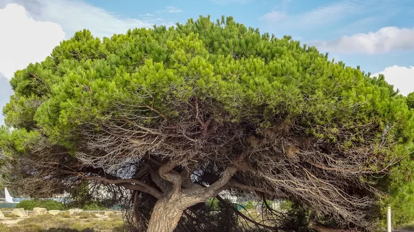 Córsega é uma bela ilha francesa no mar Mediterrâneo — Fotografia de Stock