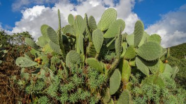 Sardunya Akdeniz 'de güzel bir İtalyan adasıdır.