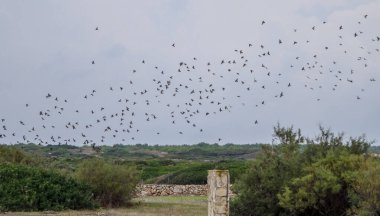 Sardunya Akdeniz 'de güzel bir İtalyan adasıdır.