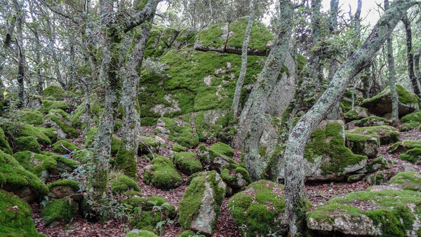 Sardinia is a beutiful italian island in Mediterranean sea