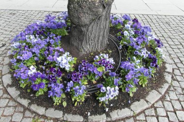 Oslo Norveç 'in başkenti, parkları olan güzel bir şehir.