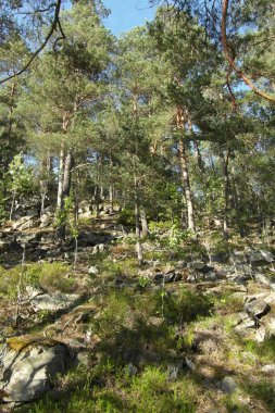 Oslo Norveç 'in başkenti, parkları olan güzel bir şehir.