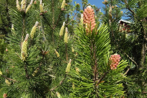 Oslo ist die Hauptstadt Norwegens, eine wunderschöne Stadt mit Parks — Stockfoto