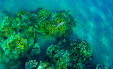 Eilat, İsrail 'de Kızıldeniz' de güzel bir tatil beldesi.