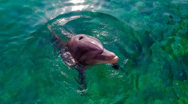 Eilat es un hermoso complejo en el Mar Rojo, Israel — Foto de Stock