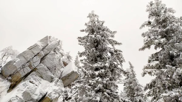 Ulusal parkta siyah kaya Taganay