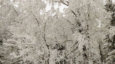 Ulusal parkta siyah kaya Taganay
