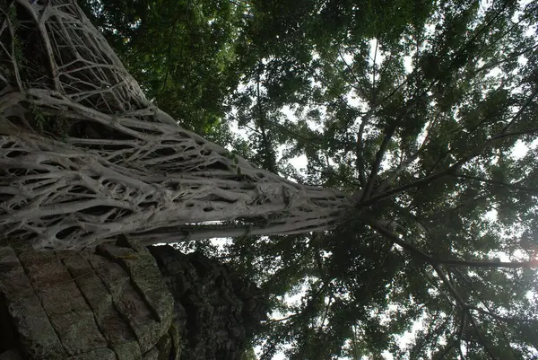 Angkor Wat είναι ένας ινδουιστικός ναός στην Καμπότζη — Φωτογραφία Αρχείου