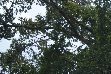 Siem Reap - Kamboçya 'nın güzel şehri.