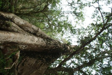 Siem Reap - Kamboçya 'nın güzel şehri.