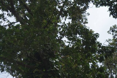 Siem Reap - Kamboçya 'nın güzel şehri.