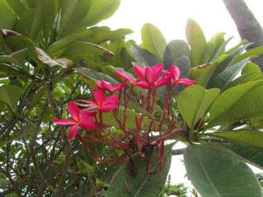 Pattaya Tayland 'da popüler bir tatil beldesidir.