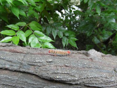 Tayland 'da Eravan Şelalesi, Güneydoğu Asya