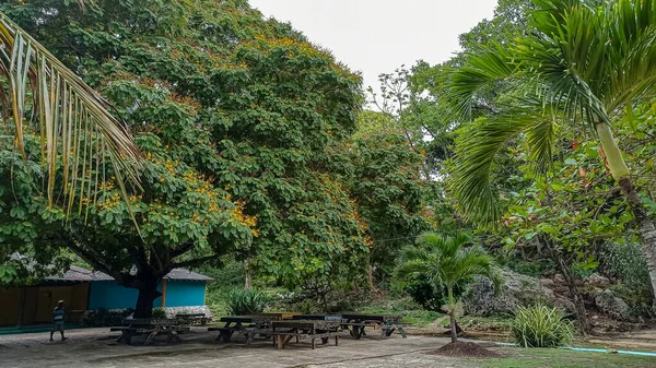 Karib Tenger Jamaica Fényes Növényzet Ocho Rios Város Élete Elbűvölő — Stock Fotó