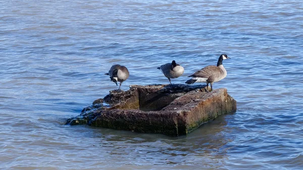 Cittadina Canadese Grimsby Posto Meraviglioso Rilassarsi Camminare Case Piccole Vegetazione — Foto Stock