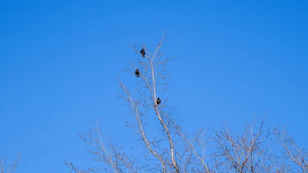 カナダの小さな町グリムズビーはリラックスして歩くのに最適な場所です 小さな家 明るい植生 — ストック写真