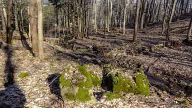 Kanada 'nın Ontario eyaletindeki Hamilton şehrinde şelaleler. İnanılmaz orman, kış ve bahar havası, dinlenmek için harika yerler.