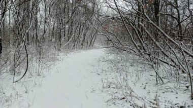 Kanada 'nın Ontario eyaletindeki Hamilton şehrinde şelaleler. İnanılmaz orman, kış ve bahar havası, dinlenmek için harika yerler.