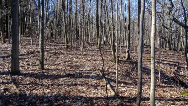 Kanada Nın Ontario Eyaletindeki Hamilton Şehrinde Şelaleler Nanılmaz Orman Kış — Stok fotoğraf