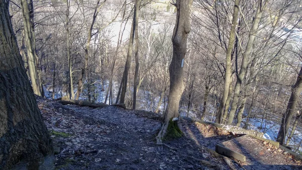 Kanada Nın Ontario Eyaletindeki Hamilton Şehrinde Şelaleler Nanılmaz Orman Kış — Stok fotoğraf