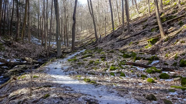 Vattenfall Den Kanadensiska Staden Hamilton Ontario Otrolig Skog Vinter Och — Stockfoto