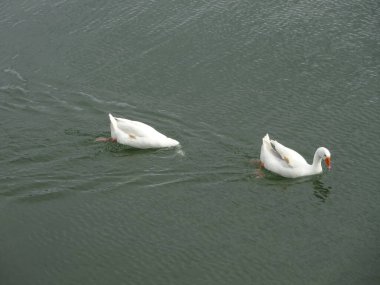 Azores 'de çarpıcı göller. Mavi ve Yeşil Göller, inanılmaz bir atmosfer, güzellik ve temizlik. Rahat uyu.