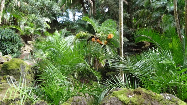 Azores Lugar Increíble Para Quedarse Capital Isla San Miguel Ciudad — Foto de Stock