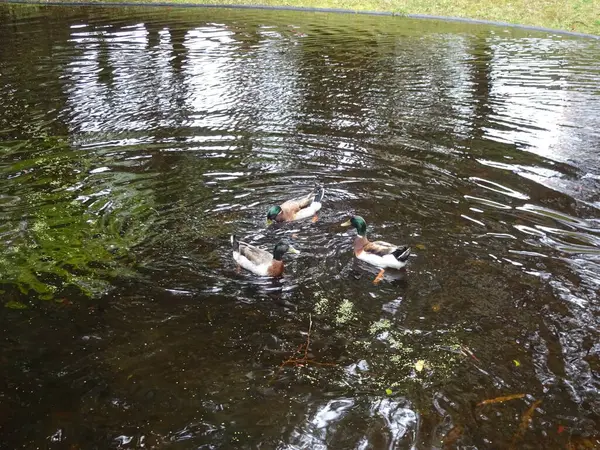 Azoren Ein Erstaunlicher Ort Zum Übernachten Die Hauptstadt Der Insel — Stockfoto