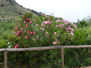 Girit Adası, Girit Denizi 'ndeki harika plajı, büyüleyici doğa ve şirin tatil beldeleri.
