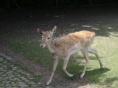 İsviçre 'nin Basel kenti. Lange Erlen Parkı, eski merkez, belediye binası ve büyüleyici hayvanat bahçesi.