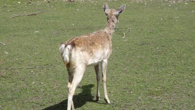 İsviçre 'nin Basel kenti. Lange Erlen Parkı, eski merkez, belediye binası ve büyüleyici hayvanat bahçesi.